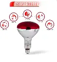 lamp3.webp